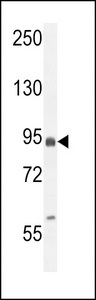 EFHB Antibody western blot of MCF-7 cell line lysates (35 ug/lane). The EFHB antibody detected the EFHB protein (arrow).