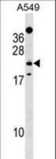 EFHD1 Antibody western blot of A549 cell line lysates (35 ug/lane). The EFHD1 antibody detected the EFHD1 protein (arrow).