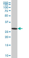 EFHD1 monoclonal antibody, clone 1H7 Western blot of EFHD1 expression in HeLa.
