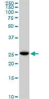 EFHD1 monoclonal antibody, clone 1H7. Western blot of EFHD1 expression in Raw 264.7.