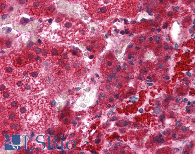 Anti-EFHD1 antibody IHC of human adrenal. Immunohistochemistry of formalin-fixed, paraffin-embedded tissue after heat-induced antigen retrieval. Antibody LS-B4638 concentration 5 ug/ml.