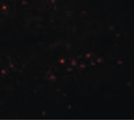 Immunofluorescence of EFHD1 in Rat Spleen cells with EFHD1 antibody at 20 ug/ml.