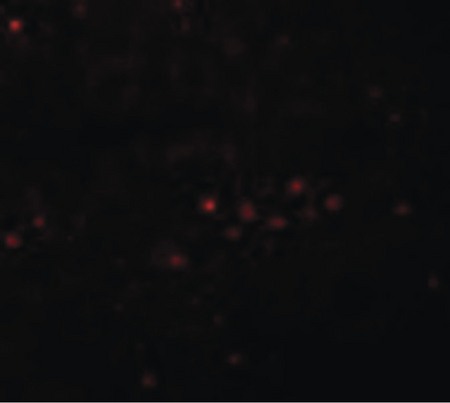 Immunofluorescence of EFHD1 in rat spleen tissue with EFHD1 antibody at 5 ug/ml.