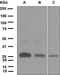 Western blot analysis on (A) HUVEC treated with TNF-alpha, (B) HUVEC, and (C) MCF-7 cell lysates using anti-Ephrin-A1 antibody.