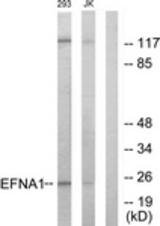 Western blot of extracts from 293/Jurkat cells, using EFNA1 Antibody. The lane on the right is treated with the synthesized peptide.