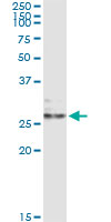 Immunoprecipitation of EFNA3 transfected lysate using anti-EFNA3 monoclonal antibody and Protein A Magnetic Bead, and immunoblotted with EFNA3 rabbit polyclonal antibody.