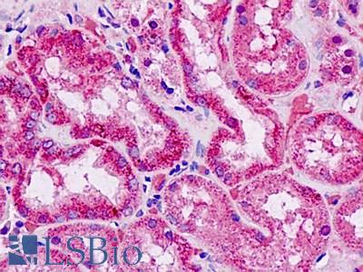 Anti-EFNA4 / Ephrin A4 antibody IHC staining of human kidney. Immunohistochemistry of formalin-fixed, paraffin-embedded tissue after heat-induced antigen retrieval.