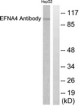 Western blot of extracts from HepG2 cells, using EFNA4 Antibody. The lane on the right is treated with the synthesized peptide.
