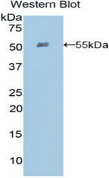 Western blot of recombinant EFNA4 / Ephrin A4.