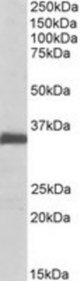 EFNB2 antibody (0.1 ug/ml) staining of Rat Lung lysate (35 ug protein/ml in RIPA buffer). Primary incubation was 1 hour. Detected by chemiluminescence.