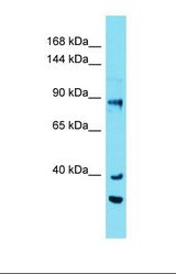 Western blot of Human COLO205. EFR3A antibody dilution 1.0 ug/ml.