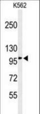 Western blot of EFR3A Antibody in K562 cell line lysates (35 ug/lane). EFR3A (arrow) was detected using the purified antibody.
