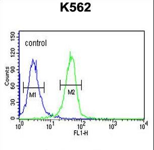 EFR3A Antibody flow cytometry of K562 cells (right histogram) compared to a negative control cell (left histogram). FITC-conjugated goat-anti-rabbit secondary antibodies were used for the analysis.