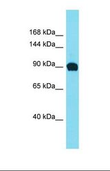Western blot of 721_B. EFR3B antibody dilution 1.0 ug/ml.