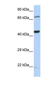 TUFM antibody LS-C102797 Western blot of HeLa lysate.