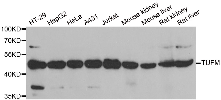 Western blot analysis of extracts of various cell lines, using TUFM antibody.