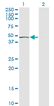 Western blot of TUFM expression in transfected 293T cell line by TUFM monoclonal antibody (M03), clone 1A2.