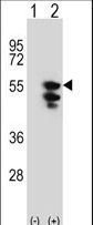 Western blot of TUFM (arrow) using rabbit polyclonal TUFM Antibody. 293 cell lysates (2 ug/lane) either nontransfected (Lane 1) or transiently transfected (Lane 2) with the TUFM gene.