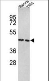 Western blot of TUFM Antibody in Ramos, HeLa cell line lysates (35 ug/lane). TUFM (arrow) was detected using the purified antibody.