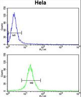 TUFM Antibody flow cytometry of HeLa cells (bottom histogram) compared to a negative control cell (top histogram). FITC-conjugated goat-anti-rabbit secondary antibodies were used for the analysis.