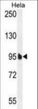 EFTUD1 Antibody western blot of HeLa cell line lysates (35 ug/lane). The EFTUD1 antibody detected the EFTUD1 protein (arrow).