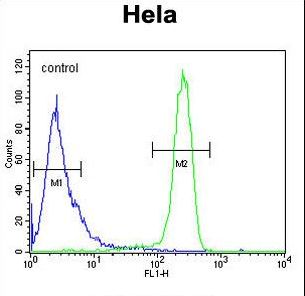 EFTUD1 Antibody flow cytometry of HeLa cells (right histogram) compared to a negative control cell (left histogram). FITC-conjugated goat-anti-rabbit secondary antibodies were used for the analysis.