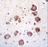 EGF Antibody immunohistochemistry of formalin-fixed and paraffin-embedded human brain tissue followed by peroxidase-conjugated secondary antibody and DAB staining.