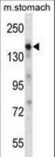 EGF Antibody western blot of mouse stomach tissue lysates (35 ug/lane). The EGF antibody detected the EGF protein (arrow).