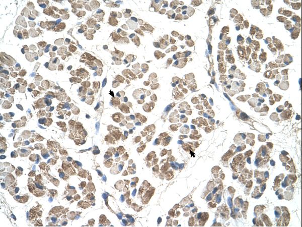 EGFL8 antibody LS-C31911 was used in IHC to stain formalin-fixed, paraffin-embedded human muscle.