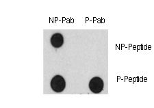 Dot blot of Phospho-EGFR-Y1125 Antibody and EGFR Non Phospho-specific antibody on nitrocellulose membrane. 50ng of Phospho-peptide or Non Phospho-peptide per dot were adsorbed. Antibody working concentrations are 0.5ug per ml.