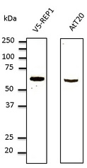 Western blot. Anti-REP1 antibody at 1:1000 dilution. HEK293 cells transfected with V5-REP1 and AtT20 cells. Lysates at 100 ug per lane. Rabbit polyclonal to goat IgG (HRP) at 1:10000 dilution.
