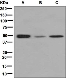 Western blot analysis on (A) HeLa, (B) HepG2, and (C) 293T cell lysates using anti-CLP1 antibody.