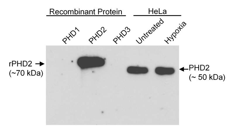 Detection of Human PHD2 by Western Blot. Samples: Recombinant epitope-tagged PHD1, PHD2 or PHD3 (10 ng/lane) or whole cell lysate from HeLa cells. Antibody: Affinity purified rabbit anti-PHD2 used at 1 ug/ml. Detection: Chemiluminescence.