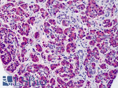 Anti-EGLN1 / PHD2 antibody IHC of human pancreas. Immunohistochemistry of formalin-fixed, paraffin-embedded tissue after heat-induced antigen retrieval. Antibody LS-B4810 concentration 5 ug/ml.