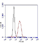 Western blot of human PHD2. Samples: Recombinant FLAG-His-PHD1, PHD2 or PHD3 (10 ng/lane) and whole cell lysate from HeLa cells.