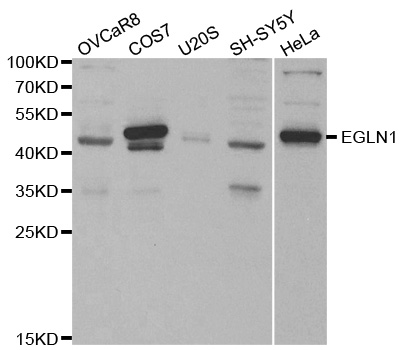 Western blot analysis of extracts of various cell lines, using EGLN1 antibody.