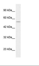 HepG2 Cell Lysate
