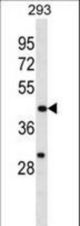 EGLN1 Antibody western blot of 293 cell line lysates (35 ug/lane). The EGLN1 antibody detected the EGLN1 protein (arrow).