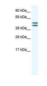 EGLN2 / PHD1 antibody LS-B1524 Western blot of Placenta lysate.