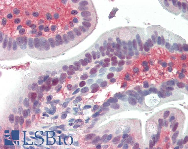 Anti-EGR2 antibody IHC of human small intestine. Immunohistochemistry of formalin-fixed, paraffin-embedded tissue after heat-induced antigen retrieval. Antibody LS-B3255 concentration 75 ug/ml.