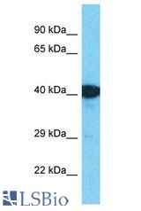 EGR2 antibody Western Blot of Fetal Kidney. Antibody dilution: 1 ug/ml.
