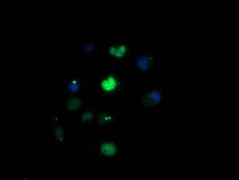 Anti-EGR2 mouse monoclonal antibody immunofluorescent staining of COS7 cells transiently transfected by pCMV6-ENTRY EGR2.