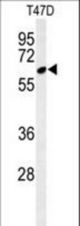 Western blot of CLPB Antibody in T47D cell line lysates (35 ug/lane). CLPB (arrow) was detected using the purified antibody.