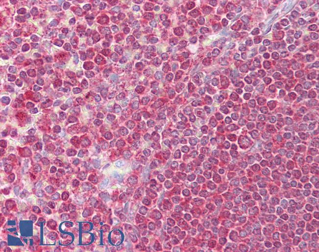 Anti-EGR3 antibody IHC of human spleen. Immunohistochemistry of formalin-fixed, paraffin-embedded tissue after heat-induced antigen retrieval. Antibody LS-B6617 concentration 5 ug/ml.