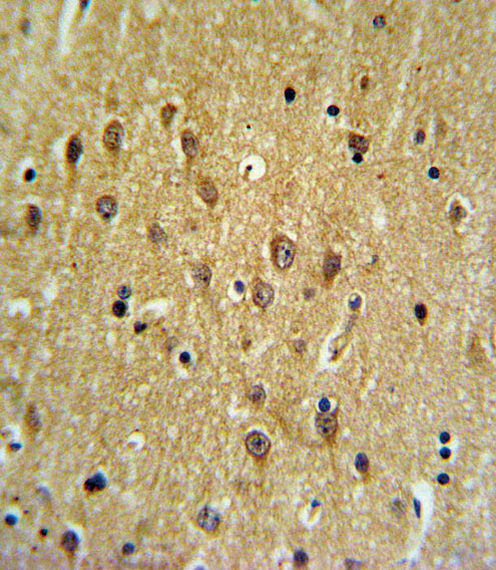 EHD3 Antibody IHC of formalin-fixed and paraffin-embedded brain tissue followed by peroxidase-conjugated secondary antibody and DAB staining.