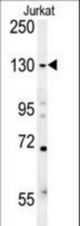 EHMT2 Antibody western blot of Jurkat cell line lysates (15 ug/lane). The EHMT2 antibody detected the EHMT2 protein (arrow).
