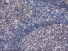 IHC of paraffin-embedded Human lymph node tissue using anti-EIF1 mouse monoclonal antibody. (Heat-induced epitope retrieval by 10mM citric buffer, pH6.0, 100C for 10min).