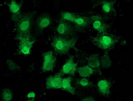 Anti-EIF1 mouse monoclonal antibody immunofluorescent staining of COS7 cells transiently transfected by pCMV6-ENTRY EIF1.