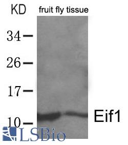 Western blot of extracts from whole fruit fly (drosophila melanogaster) tissue lysate using Eif1 antibody.