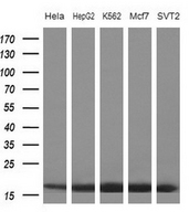 Western blot of extracts (10ug) from 5 different cell lines by using anti-EIF1AY monoclonal antibody at 1:200 dilution.